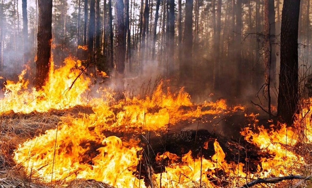 З початку 2023 року екосистеми регіону горіли понад 3,6 тис разів