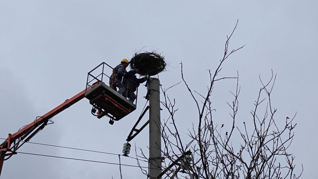 Впало з електроопори: енергетики ДТЕК облаштували безпечне гніздо для лелек, що втратили домівку (фото)