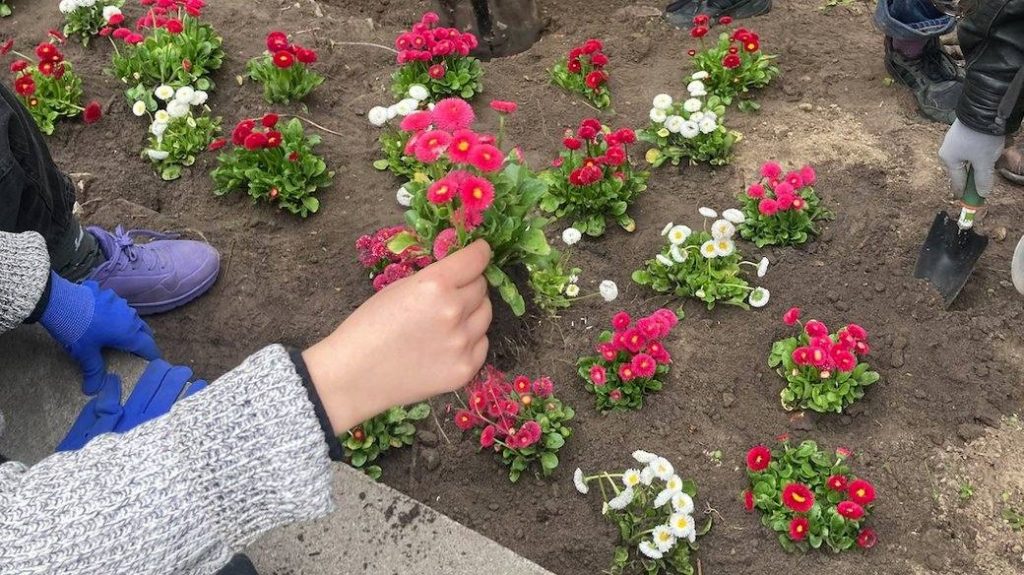У столиці на честь художниці з Кривого Рогу висадили 31 кущ маргариток (фото)