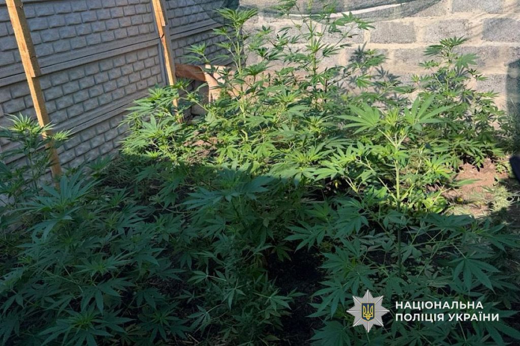 Поліцейські Криворіжжя викрили чоловіка у вирощуванні рослин конопель