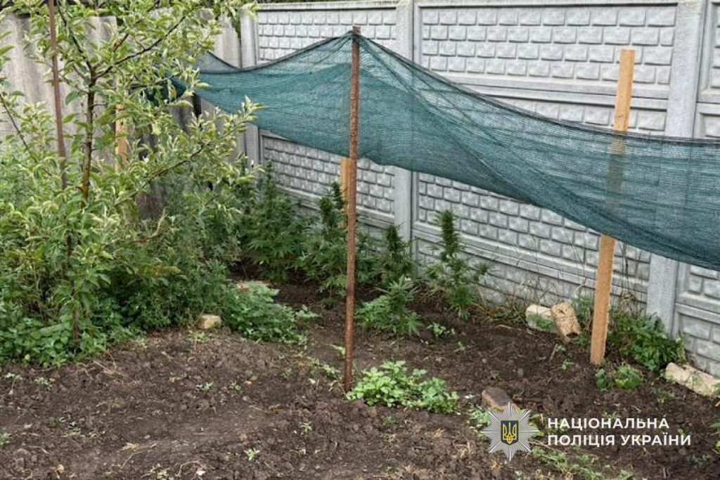 Поліцейські Криворіжжя викрили чоловіка у вирощуванні рослин конопель