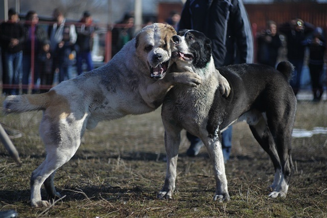 У Кривому Розі розслідують жорстоке поводження з тваринами: собак нацьковували одна на одну