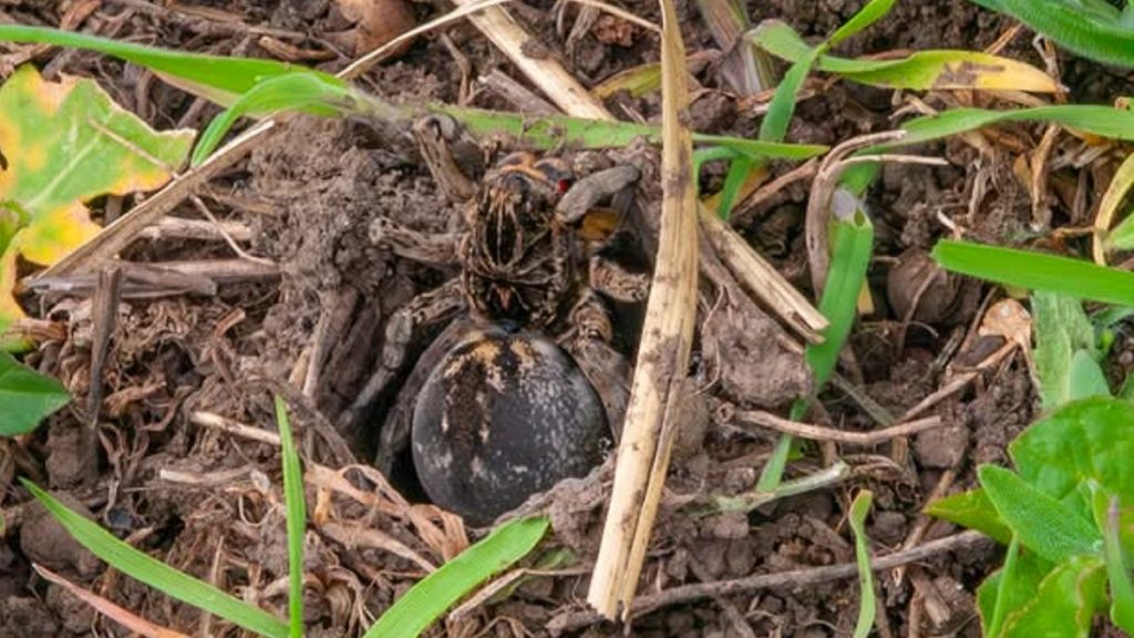 У Кривому Розі прокинулися тарантули