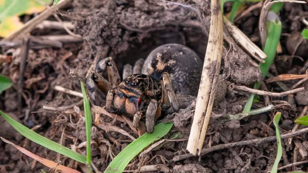 У Кривому Розі прокинулися тарантули